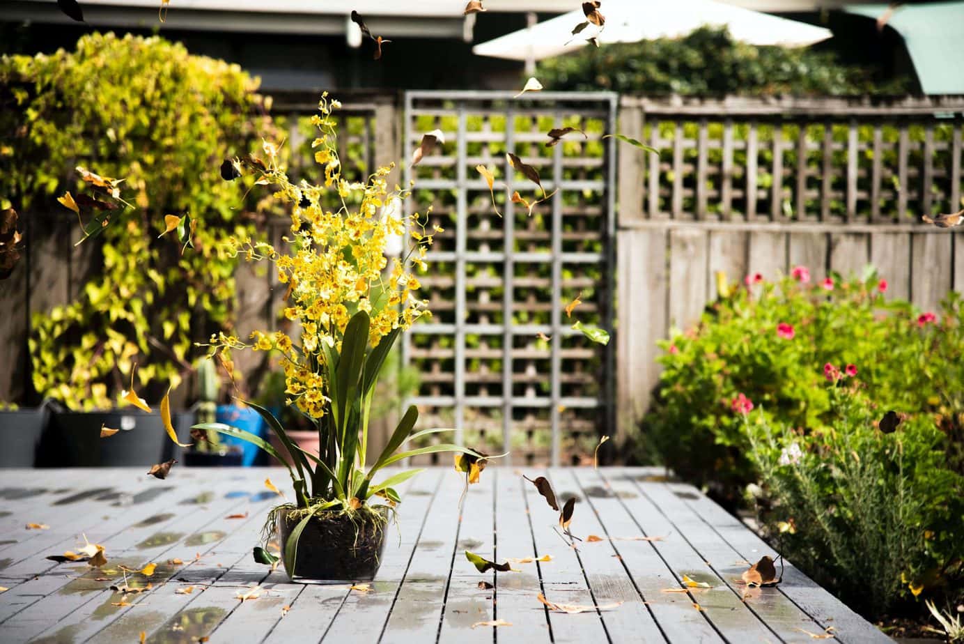 Gadgets for the garden that every gardener will love