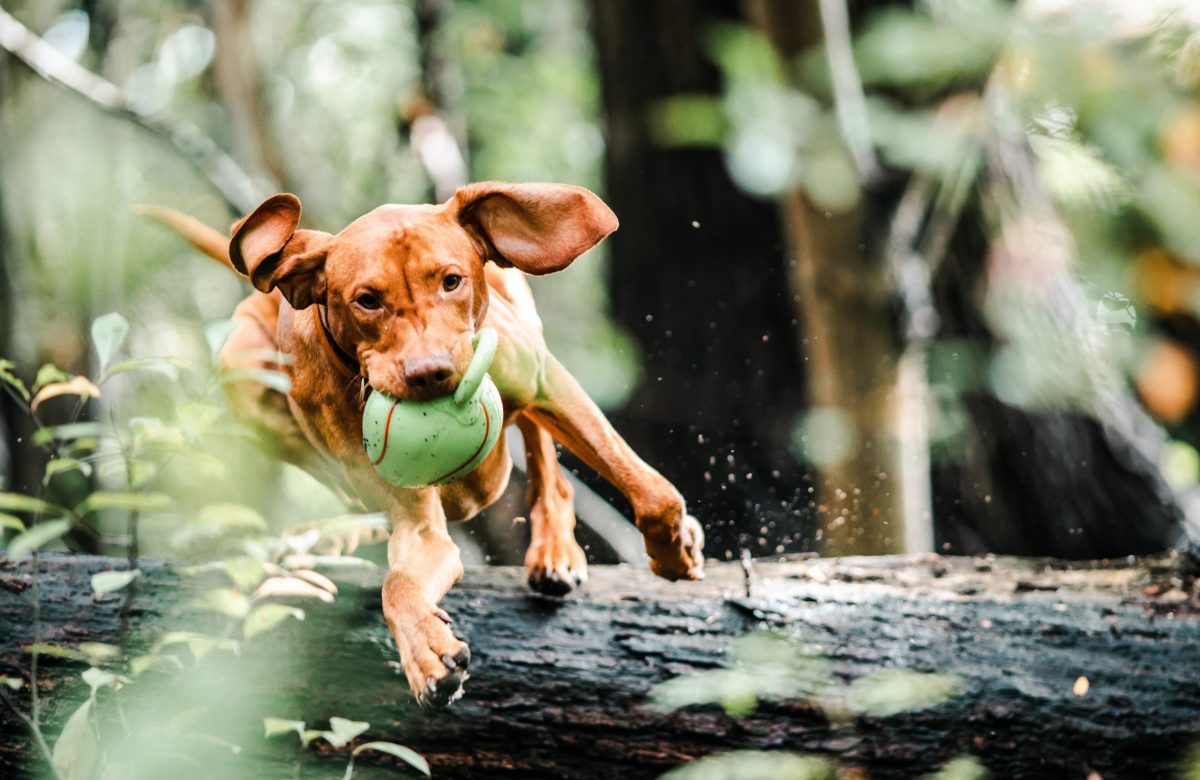 Dog gadgets that work well in the summer
