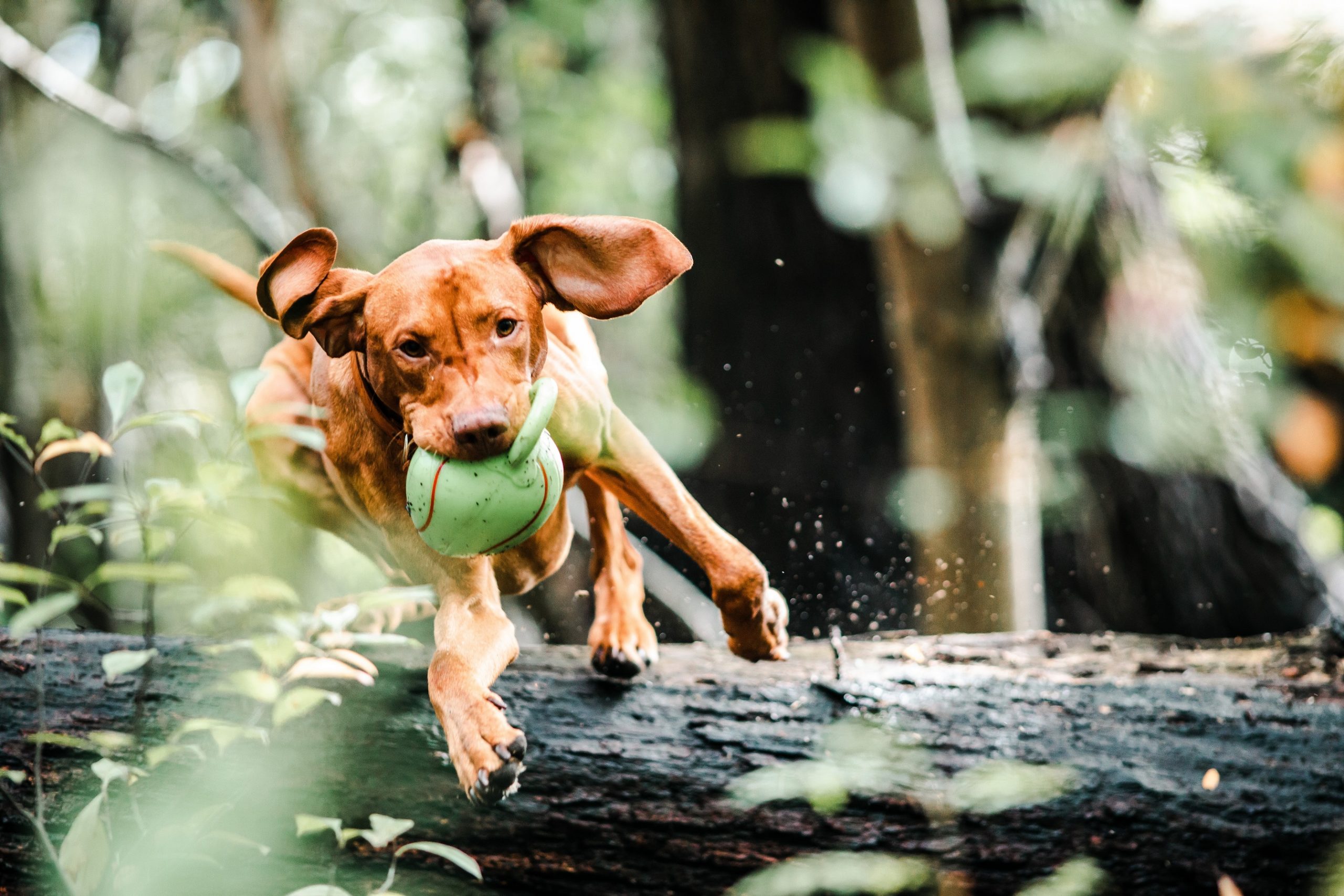 Dog gadgets that work well in the summer