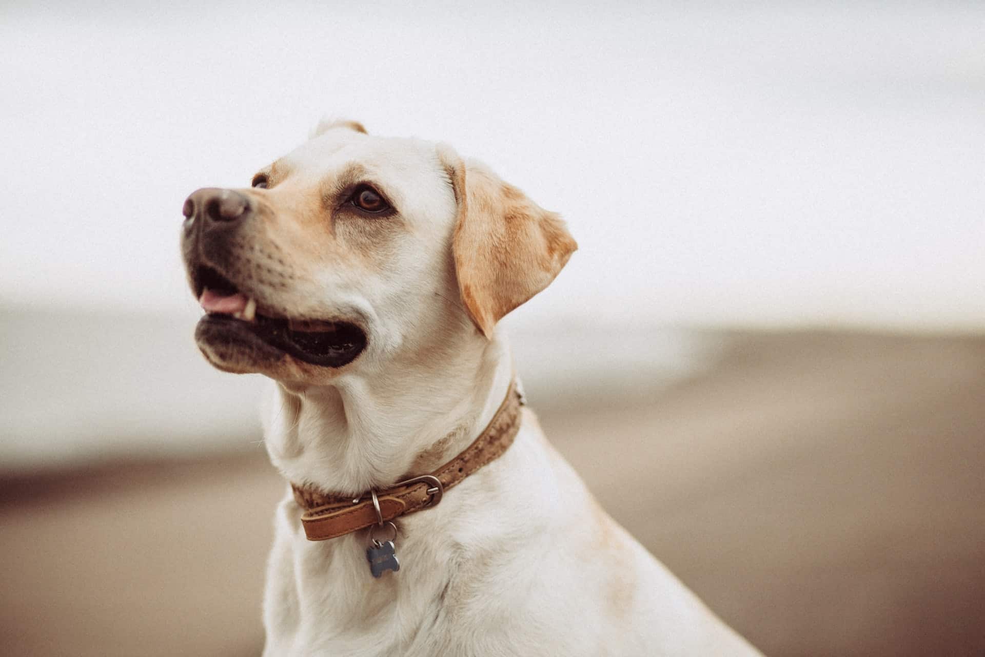 What can a smart dog collar do?